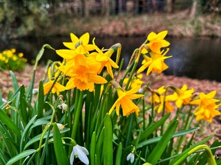 a bunch of yellow daffodils is growing in the beginning of the spring in nature