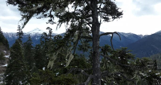 Aerial footage of usnea hosted on pine trees tibet, China