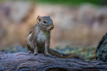 A littlr squirrel on the timber in rain forest.