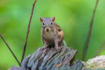 A littlr squirrel on the timber in rain forest.