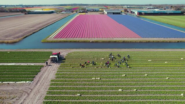 People working in tulip fields of Netherlands, polder land, top drone view. High quality 4k footage