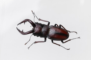 クワガタ stag beetle