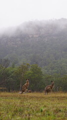Naklejka premium Blue Mountains Australia