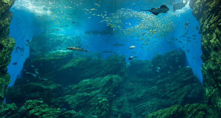 Fototapeta na wymiar large aquarium tank