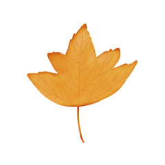autumn maple leaf