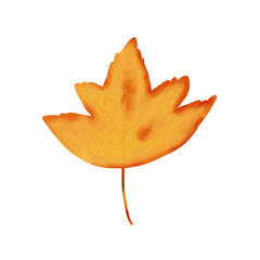 autumn maple leaf
