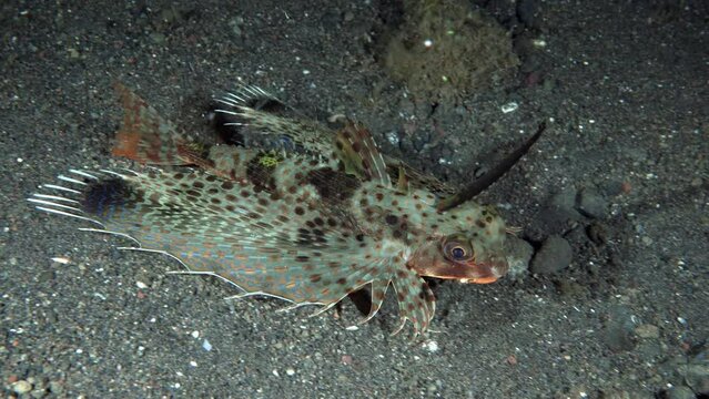 An amazing fish runs fast on its fins at night along the seabed.
Oriental Flying Gurnard (Dactyloptena orientalis Helmet gurnards) 40 cm. Usually seen in muddy lagoons, adults near grass patches.