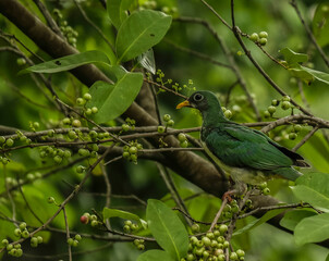 A jambu fruit-dove perching on a tree - bird of Singapore