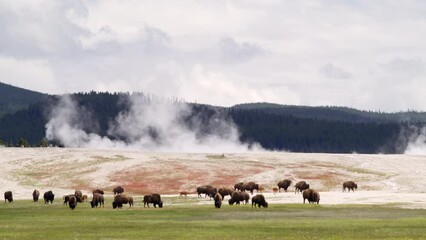 A herd of play bison in yellowstone national park on a cloudy day enjoying green grass by the geyser smoke on the background and Black deep Forest 4K slow motion High quality video