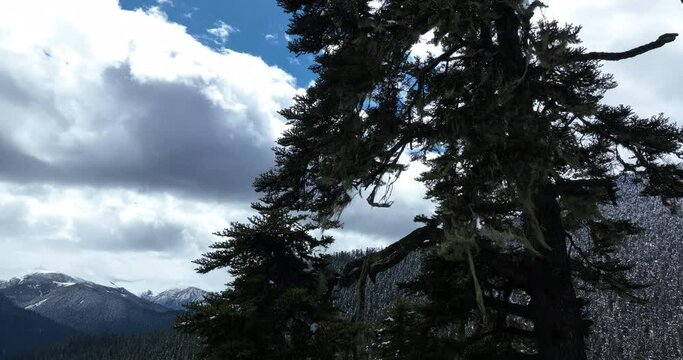 Aerial footage of usnea hosted on pine trees tibet, China