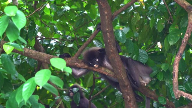 Dusky leaf monkey, spectacled langur, trachypithecus obscurus, lounging on treetop, sheltered beneath the green canopy in its natural forest habitat, curiously wondering around the surroundings.