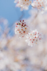 Beautiful cherry blossoms and blue sky. Japanese sakura garden.