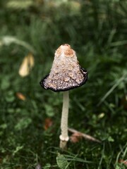 mushroom in the woods
