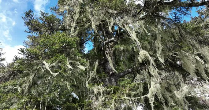 Aerial footage of usnea hosted on pine trees tibet, China