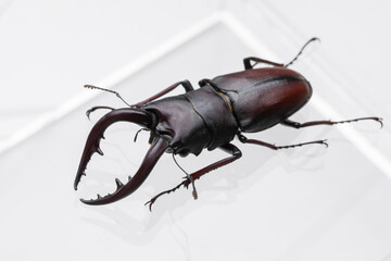 クワガタ　stag beetle