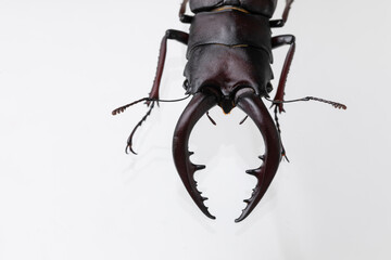 クワガタ　stag beetle
