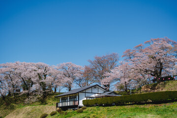 Fototapeta na wymiar traditional japanese house with cherry blossom 
