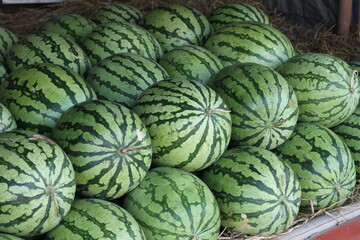 watermelon