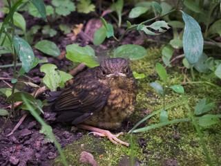 close-up photo of Phoenicurus phoenicurus chick