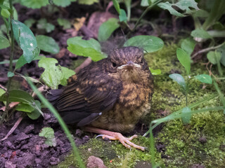close-up photo of Phoenicurus phoenicurus chick