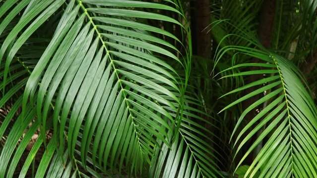 Tropical palm leaf swaying in the natural wind with sun light. Green palm leaves Close up swaying in the wind. Beautiful palm leaf texture in nature.Natural background. 