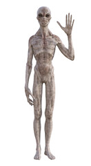 Fototapeta premium Grey alien on transparent background, 3d render