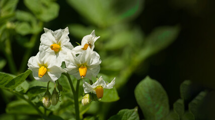 Potatoes flowers blossom, flowering potato plant