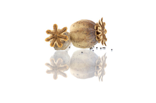 Dried poppy seed pods over white background