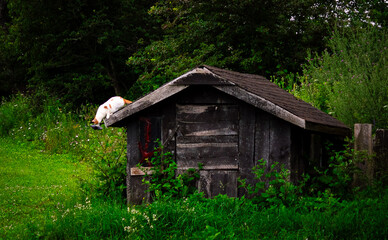 Fototapeta na wymiar Cat on a wooden shack.