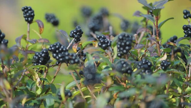 Black berries on the slender branches. A close-up shot, pan right.