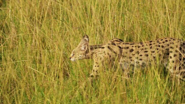 Slow Motion Shot of Wild cat serval hunting in tall grass, low down cover, prowling, African Wildlife in Maasai Mara National Reserve, Kenya, Africa Safari Animals in Masai Mara North Conservancy