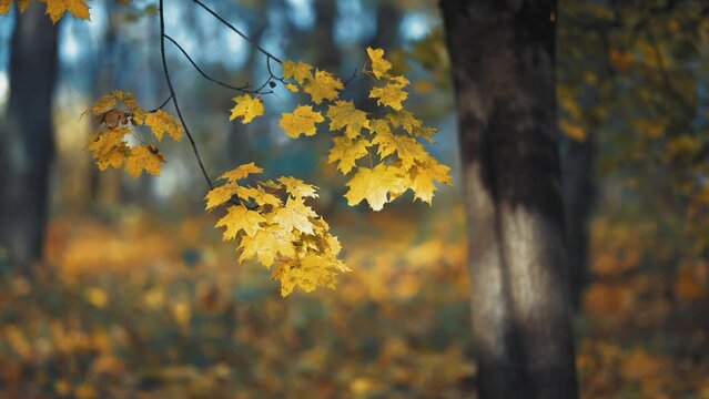 The golden yellow leaves of the maple tree on the delicate dark branches are backlit by the low autumn sun.
