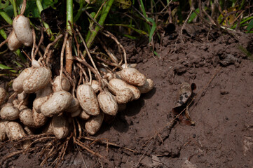 Fresh peanuts plants with roots plants harvest of peanut plants.