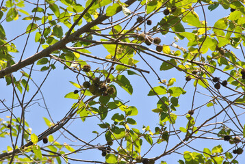 flora and landscapes of southern Guerrero Mexico