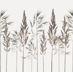 A composition of dried fluffy wild spikelets.