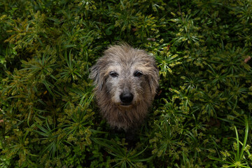 the funny and serious dog in the green forest 