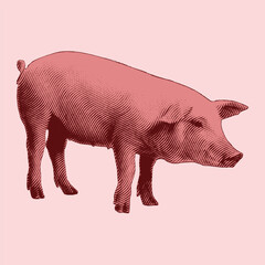 Pig vintage engraving illustration. Vector hen what standing side view. Farm animal sketch illustration. Hand drawn engraving style vector illustration.