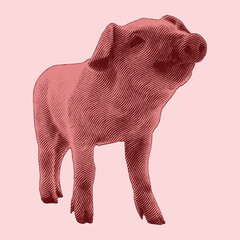 Pig vintage engraving illustration. Vector hen what standing side view. Farm animal sketch illustration. Hand drawn engraving style vector illustration.