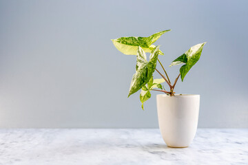 Beautiful syngonium podophyllum albo variegata houseplant in white ceramic pot with copy space