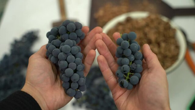 Two hands compare a big and a small bunch of blue grapes, close-up