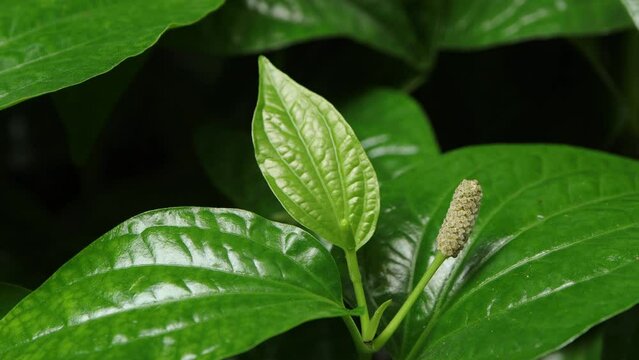 Flowers of Piper sarmentosum, 
Wild Betel Leafbush or Piper sarmentosum Roxb plant swaying in the natural wind. Wild betel leafbush nature dark green tone background.