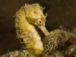 Seahorse from the Mediterranean Sea