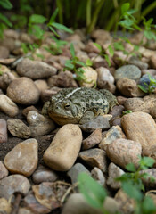 Fototapeta na wymiar frog sitting in rocks