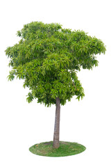 Fototapeta premium Tropical tree isolated on no background with clipping path for garden design. 