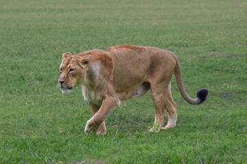 Fototapeta na wymiar Wild lion strolling through nature during the day