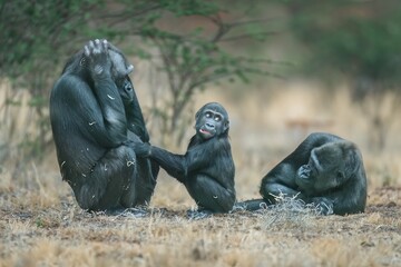 Naklejka premium WIld orilla in its natural . portrait of a large black gorilla.