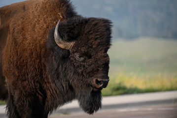 Close-up of a bison at Wind Cave National Park in South Dakota.