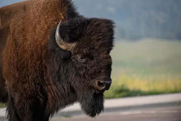 Papier Peint photo autocollant Bison Close-up of a bison at Wind Cave National Park in South Dakota.