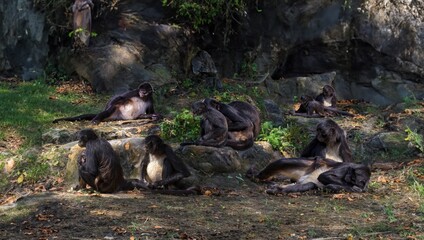 Small black monkey in nature, in a park during the day.