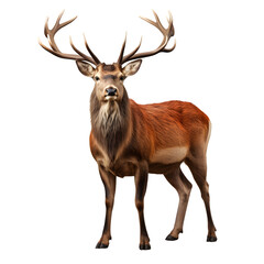 Deer isolated on white png transparent background